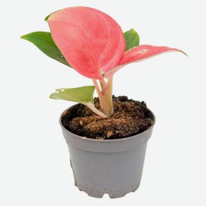 Живое растение Аглаонема Ред Дракон в горшке d 6 h 8 см, 1 шт