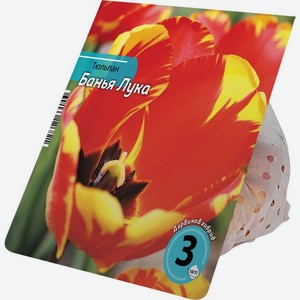 Луковицы Тюльпана Банья лука 10/11 3шт