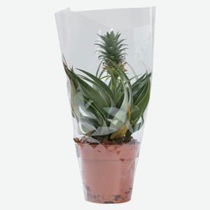 Ананас корона 12 40