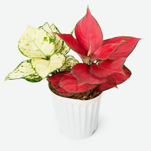 Живое растение Аглаонема Ред & Вайт в ассортименте в горшке d 12 h 30 см, 1 шт