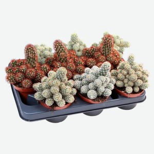 Живое растение Кактус Элонгата микс в ассортименте в горшке d 10,5 h 15 см, 1 шт