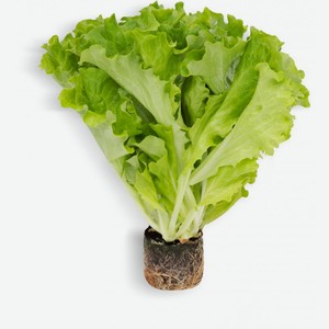 Салат Листовой в горшочке 80г