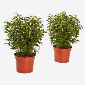 Фикус бенджамина наташа 12 30