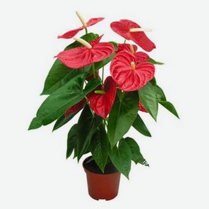 Живое растение Антуриум Микс в горшке d 17 h 65 см, 1 шт