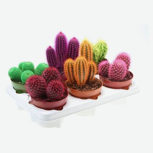 Живое растение Кактус разноцветный окрашенный микс в ассортименте в горшке d 10,5 h 10 см, 1 шт