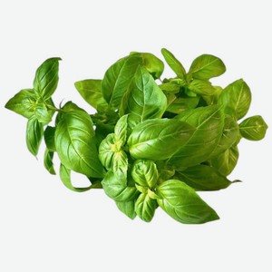 Базилик микс в горшочке, 1шт в ассортименте