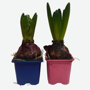 Живое растение Гиацинт 1 луковица в ассортименте в горшке d 7 h 15 см, 1 шт