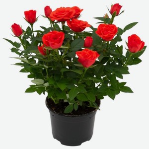 Цветы Роза Кордана d-10.5 в горшке, 1 шт