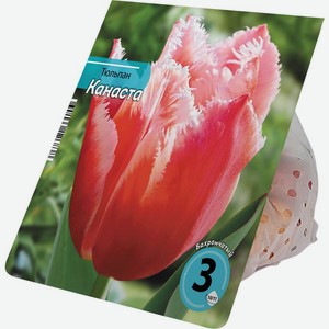 Луковицы Тюльпана Канаста 10/11 3шт