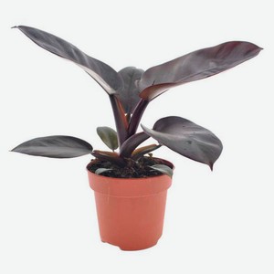 Живое растение лиана Филодендрон Блэк зелено-черный в горшке d 12 h 30 см, 1 шт