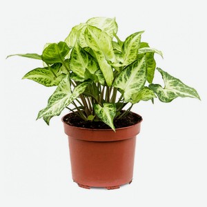 Живое растение лиана Сингониум Пикси зелено-белый цветы в горшке d 12 h 30 см, 1 шт