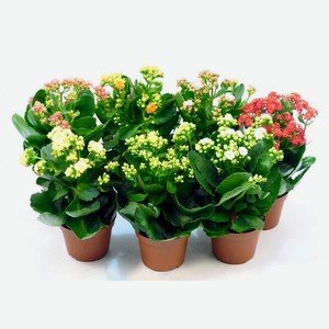 Цветок Горшечный Каланхоэ Микс