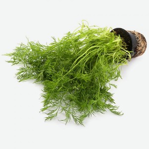 Укроп в горшочке, шт. Россия