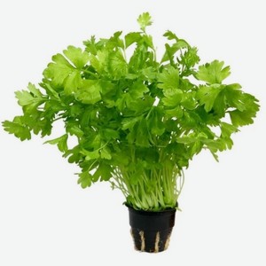 Петрушка в горшочке, шт. Россия