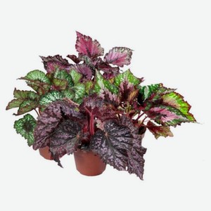 Живое растение Бегония Рекс декоративно-лиственная в ассортименте в горшке d 12 h 25 см, 1 шт