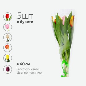 Букет живых срезанных цветов из 5 тюльпанов в упаковке в ассортименте h 40 см, 1 шт