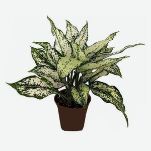 Живое растение Аглаонема микс в горшке d 12 h 30 см, 1 шт