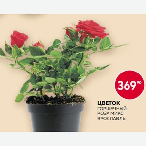 Цветок Горшечный Роза Микс Д10