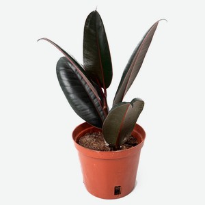 Живое растение лиана Фикус Абиджан в ассортименте в горшке d 10 h 25 см, 1 шт