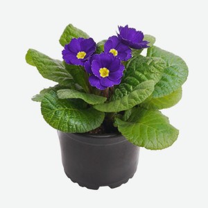 Цветок Горшечный Примула Микс