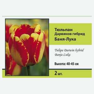 Тюльпан «Поиск», 2 шт