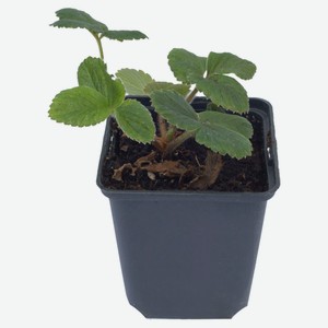 Рассада Земляника садовая «Лаванда» Альбион, P9