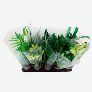 Живое растение микс в ассортименте в горшке d 12 h 40 см, 1 шт