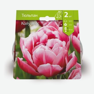 Луковицы Тюльпан Колумбус 10/11 каппер, 2шт