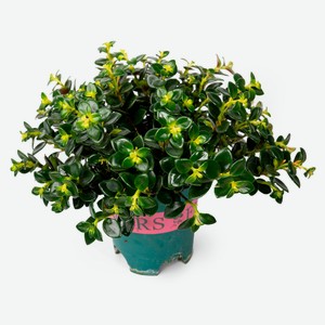 Живое растение Нематантус Голдфиш в горшке d 14 h 30 см, 1 шт