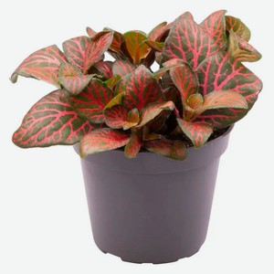 Живое растение Гипоэстес Джоли Джосан в горшке d 6 h 10 см, 1 шт