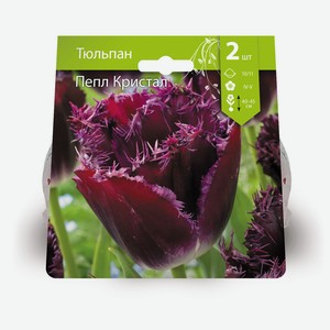 Луковицы Тюльпан Пепл Кристал 10/11 каппер, 2шт