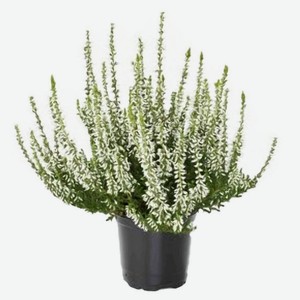 Вереск микс, d 9 h 15 см