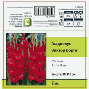 Гладиолус крупноцветковый Виктор Борге 2 шт.