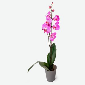Живое растение Орхидея Фаленопсис 1 стебель в ассортименте в горшке d 12 h 55-75 см, 1 шт