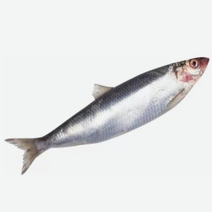 Сельдь атлантическая 200 300
