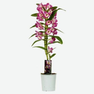 Живое растение Орхидея Дендробиум Нобиле 1 стебель в ассортименте в горшке d 12 h 50 см, 1 шт