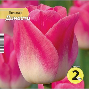 Луковичные РУССКИЙ ОГОРОД Тюльпан Династи 10/11 розовый НК342506, Россия, 2 шт
