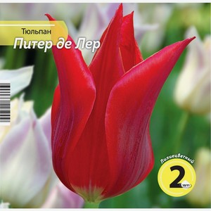 Луковицы НК.ЛТД Тюльпан Питер Де Лер 10/11 HK342500, Россия