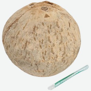 Кокос Артфрут свежий, 1шт