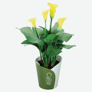 Живое растение Калла в ассортименте в горшке d 12 h 40 см, 1 шт