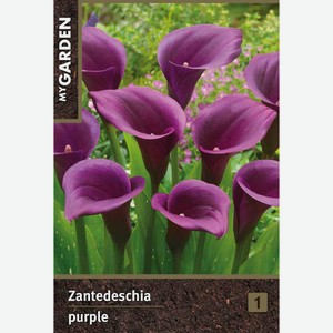 Луковица MY GARDEN Калла пурпурная, шт