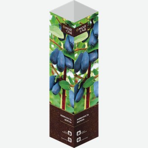 Саженец МОЙ САД Жимолость Морена