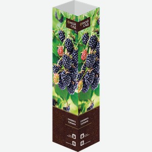 Саженец МОЙ САД Ежевика Торнфри