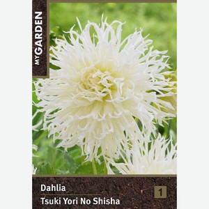 Луковица MY GARDEN Георгина фимбриата Тсуки Ери Ноy Шиша, шт