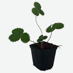 Земляника «Кутепово» в горшке р9, 1 шт