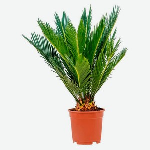 Живое растение пальма Цикас Революта в горшке d 17 h 60 см, 1 шт