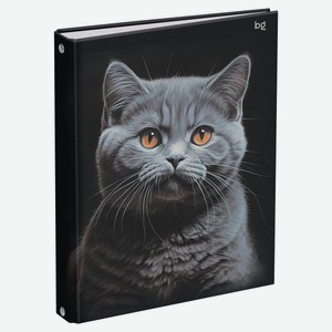 Тетрадь BG Кот А5 на кольцах в клетку, 160 л