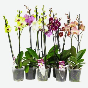 Живое растение Орхидея сортовая 2 стебля в ассортименте в горшке d 12 h 55-60 см, 1 шт