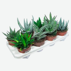 Живое растение суккулент Алоэ микс в ассортименте в горшке d 8,5 h 10 см, 1 шт