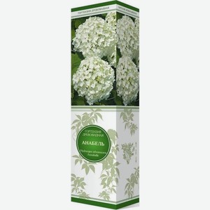 Саженец ПОИСК Гортензия древовидная, в ассортименте